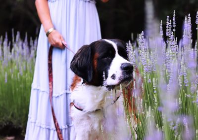 Lavender Field Photography Sessions | Lavender Field Photos