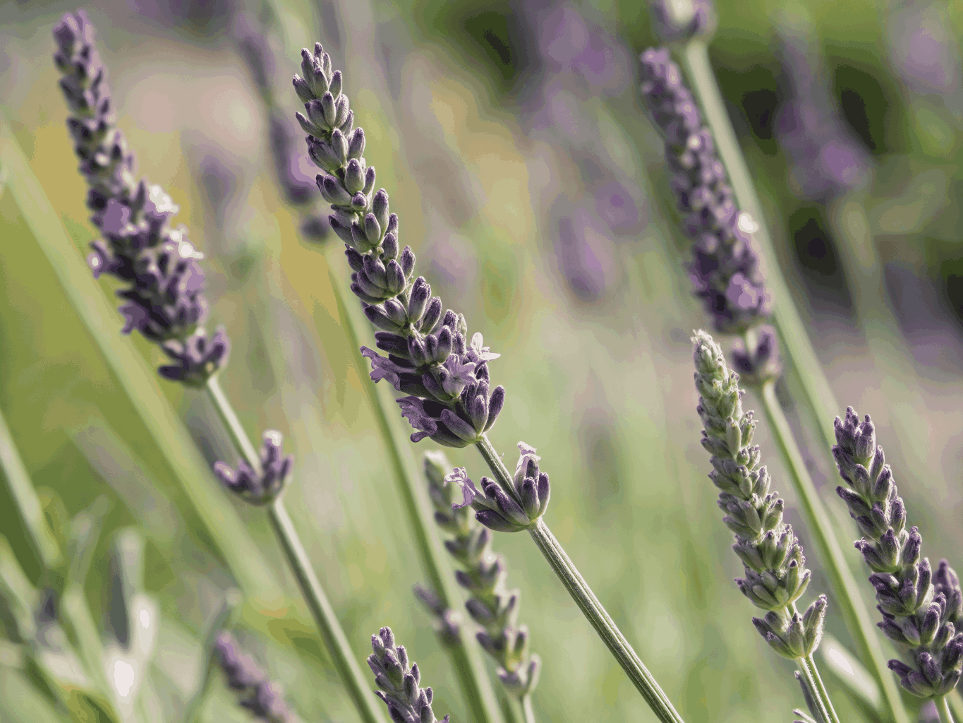 Lavender field photography session 2