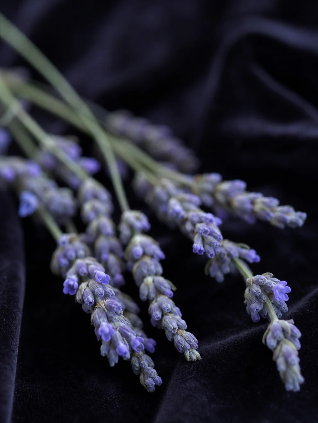Gusenbury Fields Lavender and Wildflower Farm - Business Photo